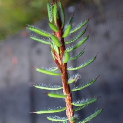 Pultenaea aristata (Bearded Bush-Pea) at Darkes Forest, NSW - 7 Apr 2024 by plants