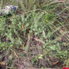 Pultenaea aristata at Dharawal National Park - suppressed