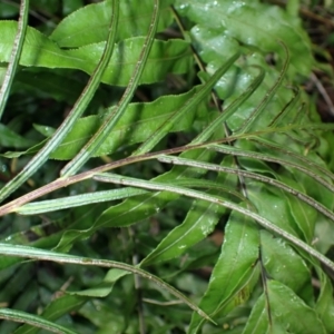 Blechnum minus at Dharawal National Park - 8 Apr 2024 09:05 AM