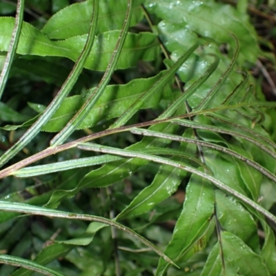 Blechnum minus (Soft Water Fern) at Darkes Forest, NSW - 8 Apr 2024 by plants