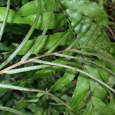 Blechnum minus (Soft Water Fern) at Darkes Forest, NSW - 7 Apr 2024 by plants