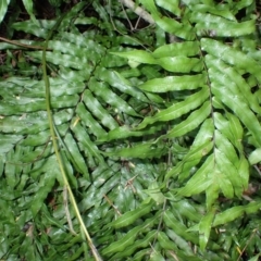 Blechnum minus at Dharawal National Park - 8 Apr 2024