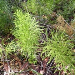 Lycopodium deuterodensum (Bushy Club Moss) at Dharawal National Park - 7 Apr 2024 by plants