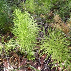 Pseudolycopodium densum at Dharawal National Park - suppressed