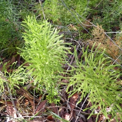 Pseudolycopodium densum (Bushy Club Moss) at Darkes Forest, NSW - 8 Apr 2024 by plants