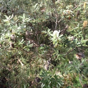 Banksia oblongifolia at Dharawal National Park - 8 Apr 2024 09:19 AM