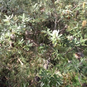 Banksia oblongifolia at Dharawal National Park - 8 Apr 2024