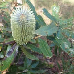 Banksia oblongifolia at Dharawal National Park - 8 Apr 2024 09:19 AM