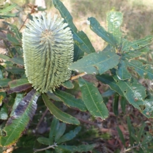 Banksia oblongifolia at Dharawal National Park - 8 Apr 2024