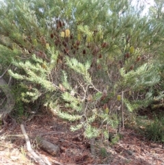 Banksia marginata (Silver Banksia) at Darkes Forest, NSW - 8 Apr 2024 by plants