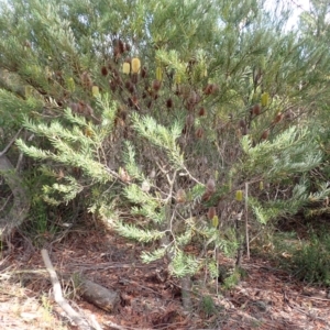 Banksia marginata at Dharawal National Park - 8 Apr 2024