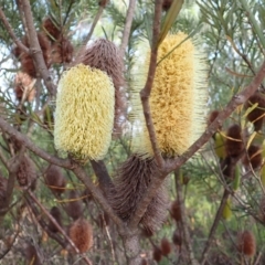 Banksia marginata at Dharawal National Park - 8 Apr 2024