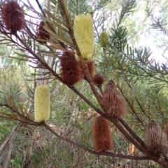 Banksia marginata at Dharawal National Park - 8 Apr 2024 09:28 AM