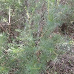 Persoonia pinifolia (Pine-leaf Geebung) at Dharawal National Park - 7 Apr 2024 by plants