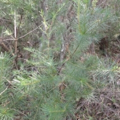 Persoonia pinifolia (Pine-leaf Geebung) at Dharawal National Park - 8 Apr 2024 by plants