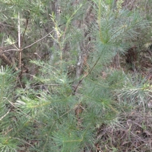 Persoonia pinifolia at Dharawal National Park - 8 Apr 2024