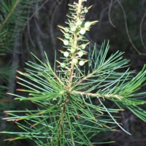 Persoonia pinifolia at Dharawal National Park - 8 Apr 2024