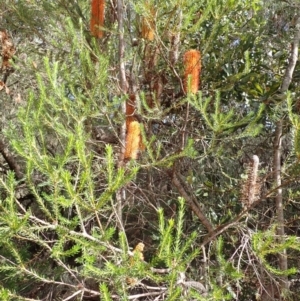 Banksia ericifolia subsp. ericifolia at Cataract, NSW - 8 Apr 2024 09:44 AM
