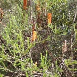 Banksia ericifolia subsp. ericifolia at Cataract, NSW - 8 Apr 2024