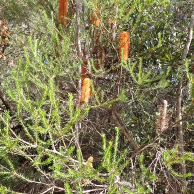 Banksia ericifolia subsp. ericifolia (Heath-leaved Banksia) at Cataract, NSW - 8 Apr 2024 by plants