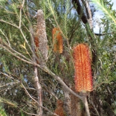 Banksia ericifolia subsp. ericifolia at Cataract, NSW - 8 Apr 2024