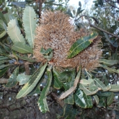 Banksia serrata (Saw Banksia) at Darkes Forest, NSW - 7 Apr 2024 by plants