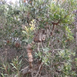 Banksia serrata at Dharawal National Park - 8 Apr 2024