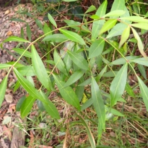 Polyscias sambucifolia at Stanwell Tops, NSW - 8 Apr 2024 10:34 AM