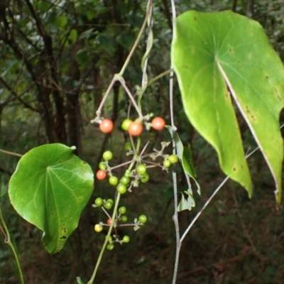 Stephania japonica var. discolor (Snake Vine) at Stanwell Tops, NSW - 8 Apr 2024 by plants