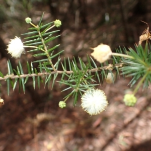 Acacia ulicifolia at Stanwell Tops, NSW - 8 Apr 2024