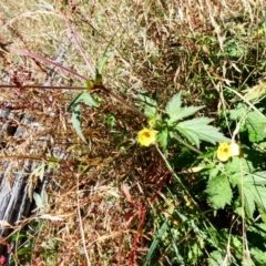 Geum urbanum (Herb Bennet) at Alpine National Park - 22 Mar 2024 by brunonia