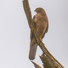 Accipiter fasciatus (Brown Goshawk) at suppressed - 25 Dec 2018 by Petesteamer