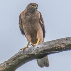 Tachyspiza fasciata at Labertouche, VIC - 26 Dec 2018