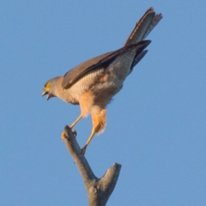 Accipiter fasciatus at Labertouche, VIC - 1 Jan 2019