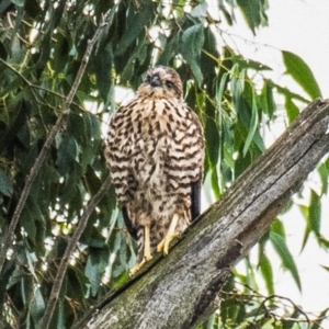 Tachyspiza fasciata at Labertouche, VIC - 2 Jan 2019 08:40 AM