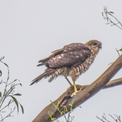 Tachyspiza fasciata at Labertouche, VIC - 2 Jan 2019 08:40 AM