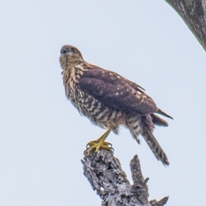 Tachyspiza fasciata at Labertouche, VIC - 2 Jan 2019