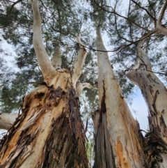 Eucalyptus scoparia at ANBG - 9 Apr 2024