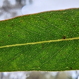 Eucalyptus scoparia at ANBG - 9 Apr 2024