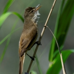 Acrocephalus australis (Australian Reed-Warbler) at Albury - 10 Nov 2023 by Petesteamer