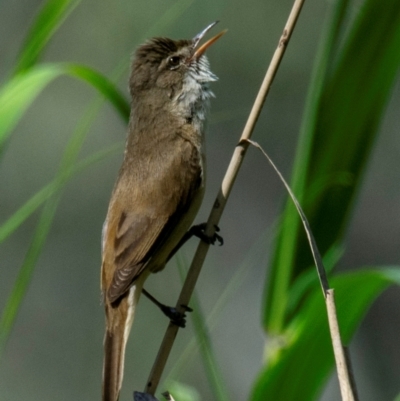 Acrocephalus australis (Australian Reed-Warbler) at Splitters Creek, NSW - 10 Nov 2023 by Petesteamer