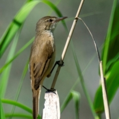 Acrocephalus australis at Wonga Wetlands - 11 Nov 2023