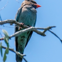 Eurystomus orientalis (Dollarbird) at Albury - 11 Nov 2023 by Petesteamer