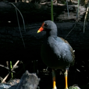 Gallinula tenebrosa (Dusky Moorhen) at Wonga Wetlands by Petesteamer