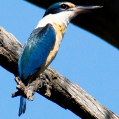 Todiramphus sanctus (Sacred Kingfisher) at Splitters Creek, NSW - 10 Nov 2023 by Petesteamer