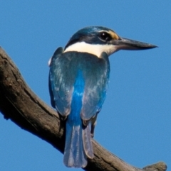 Todiramphus sanctus at Albury - 11 Nov 2023 09:47 AM