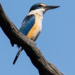 Todiramphus sanctus at Albury - 11 Nov 2023 09:47 AM