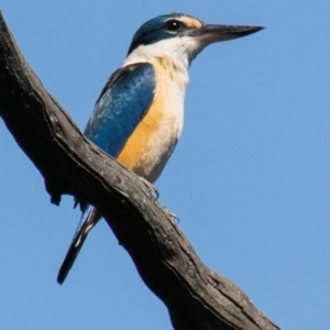 Todiramphus sanctus at Albury - 11 Nov 2023