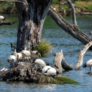 Threskiornis molucca at Horseshoe Lagoon and West Albury Wetlands - 11 Nov 2023 11:22 AM