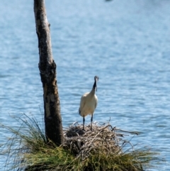 Threskiornis molucca at Horseshoe Lagoon and West Albury Wetlands - 11 Nov 2023